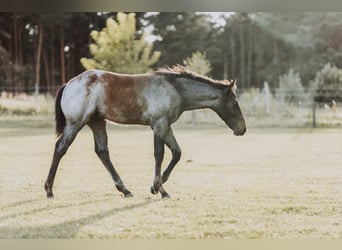 American Quarter Horse, Mare, Foal (04/2024), 15.2 hh, Roan-Bay