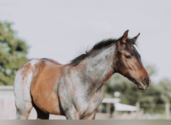 American Quarter Horse, Mare, Foal (04/2024), 15.2 hh, Roan-Bay