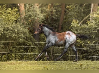 American Quarter Horse, Mare, Foal (04/2024), 15.2 hh, Roan-Bay