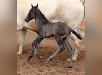 American Quarter Horse, Mare, , 15 hh, Black