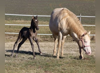 American Quarter Horse, Mare, , 15 hh, Black