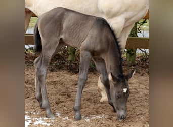 American Quarter Horse, Mare, , 15 hh, Black