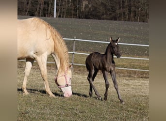 American Quarter Horse, Mare, , 15 hh, Black