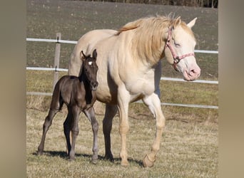 American Quarter Horse, Mare, , 15 hh, Black