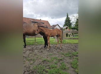 American Quarter Horse Mix, Mare, Foal (05/2026), 15 hh, Brown