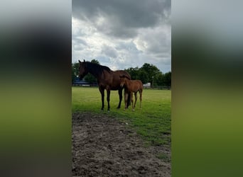 American Quarter Horse Mix, Mare, Foal (05/2026), 15 hh, Brown