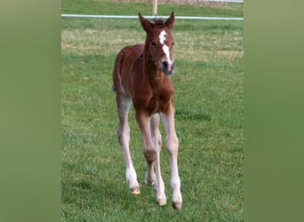 American Quarter Horse, Mare, Foal (03/2024), 15 hh, Brown