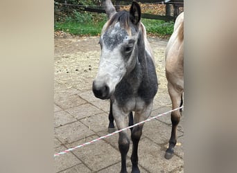 American Quarter Horse, Mare, Foal (05/2024), 15 hh, Buckskin