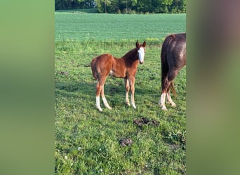 American Quarter Horse, Mare, , 15 hh, Chestnut-Red