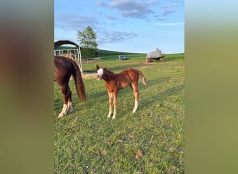 American Quarter Horse, Mare, , 15 hh, Chestnut-Red