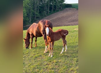 American Quarter Horse, Mare, , 15 hh, Chestnut-Red