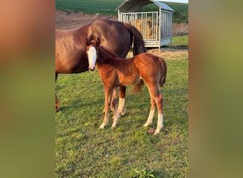 American Quarter Horse, Mare, , 15 hh, Chestnut-Red