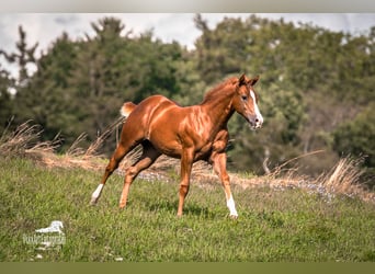 American Quarter Horse, Mare, Foal (05/2026), 15 hh, Chestnut