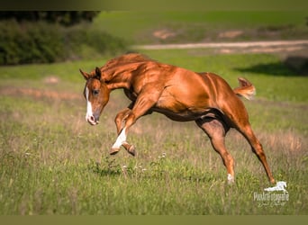 American Quarter Horse, Mare, Foal (05/2026), 15 hh, Chestnut