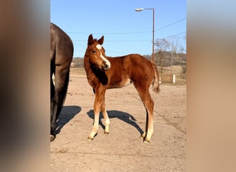 American Quarter Horse, Mare, Foal (01/2026), 15 hh, Chestnut