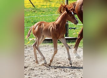 American Quarter Horse, Mare, Foal (04/2024), 15 hh, Chestnut