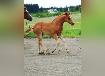 American Quarter Horse, Mare, Foal (04/2024), 15 hh, Chestnut