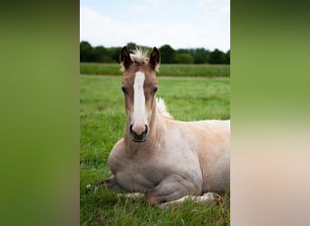 American Quarter Horse, Mare, Foal (04/2026), 15 hh, Palomino