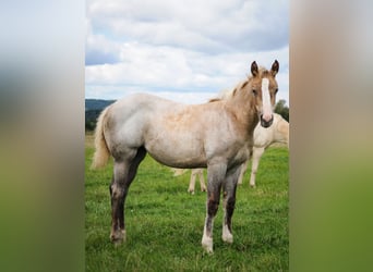American Quarter Horse, Mare, Foal (04/2026), 15 hh, Palomino