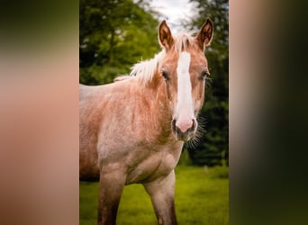 American Quarter Horse, Mare, Foal (04/2026), 15 hh, Palomino