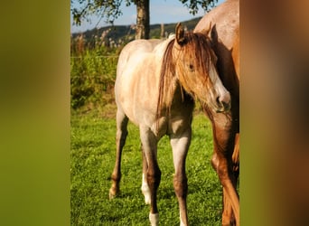 American Quarter Horse, Mare, Foal (04/2026), 15 hh, Palomino