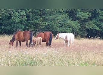 American Quarter Horse, Mare, Foal (06/2025), 15 hh, Red Dun