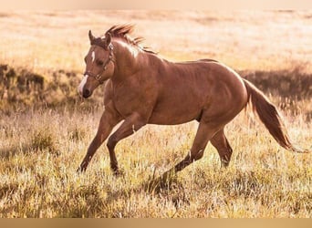 American Quarter Horse, Mare, Foal (06/2025), 15 hh, Red Dun