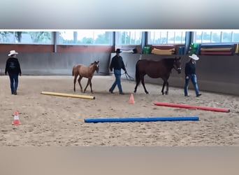 American Quarter Horse, Mare, Foal (06/2025), 15 hh, Red Dun