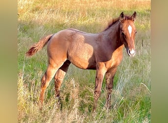 American Quarter Horse, Mare, Foal (06/2025), 15 hh, Red Dun