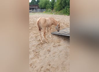 American Quarter Horse, Mare, Foal (06/2025), 15 hh, Red Dun