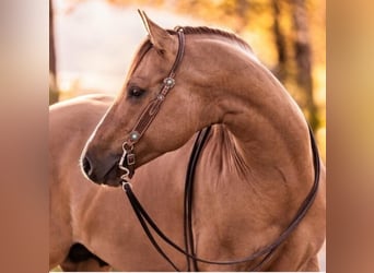 American Quarter Horse, Mare, Foal (06/2025), 15 hh, Red Dun