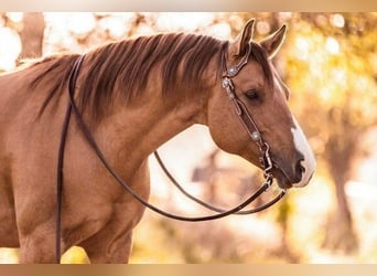American Quarter Horse, Mare, Foal (06/2025), 15 hh, Red Dun