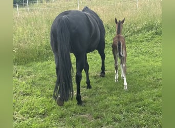 American Quarter Horse, Mare, , 15,1 hh, Brown