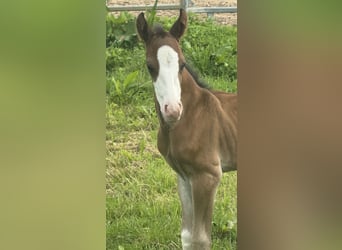 American Quarter Horse, Mare, , 15,1 hh, Brown