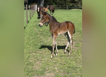 American Quarter Horse, Mare, , 15,1 hh, Brown