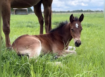 American Quarter Horse, Mare, , 15,1 hh, Brown