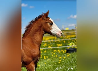 American Quarter Horse, Mare, Foal (03/2025), 15,1 hh, Chestnut-Red