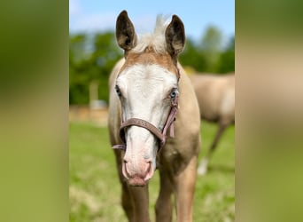 American Quarter Horse Mix, Mare, Foal (04/2025), 15,1 hh, Palomino