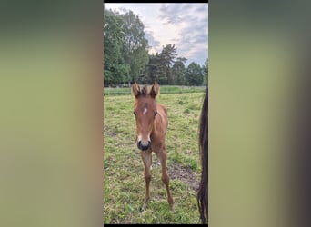 American Quarter Horse, Mare, , 15,2 hh, Brown