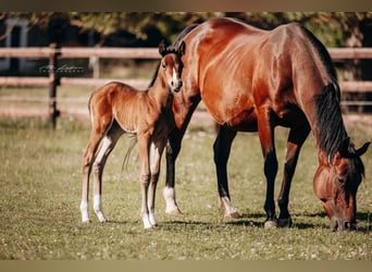 American Quarter Horse, Mare, , 15,2 hh, Brown