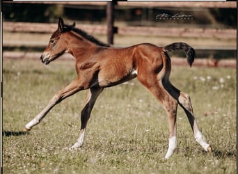 American Quarter Horse, Mare, , 15,2 hh, Brown