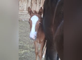 American Quarter Horse, Mare, , Bay-Dark