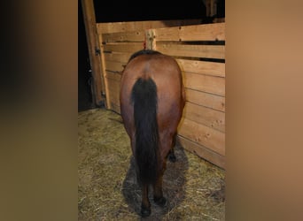 American Quarter Horse, Mare, Foal (01/2025), Bay
