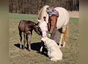 American Quarter Horse, Mare, , Black