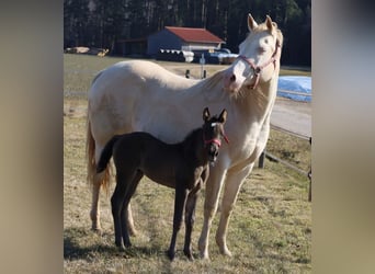 American Quarter Horse, Mare, , Black