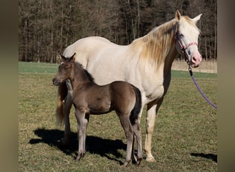 American Quarter Horse, Mare, , Black