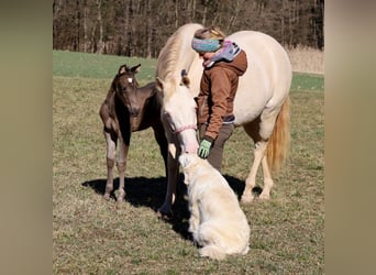 American Quarter Horse, Mare, , Black