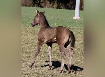 American Quarter Horse, Mare, , Black