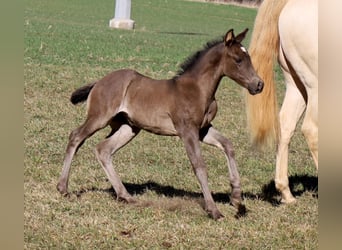 American Quarter Horse, Mare, , Black