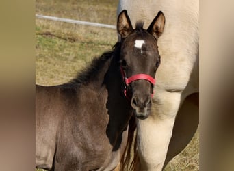 American Quarter Horse, Mare, , Black